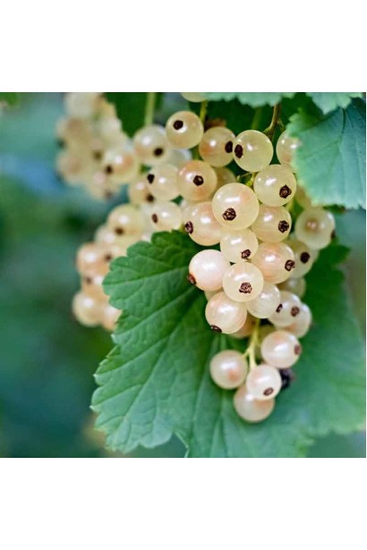 Смородина белая Пандора